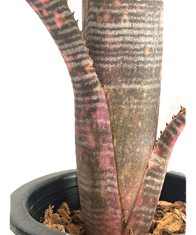 ビルベルギア コラン ノックアウト「Billbergia Kolan Knockout