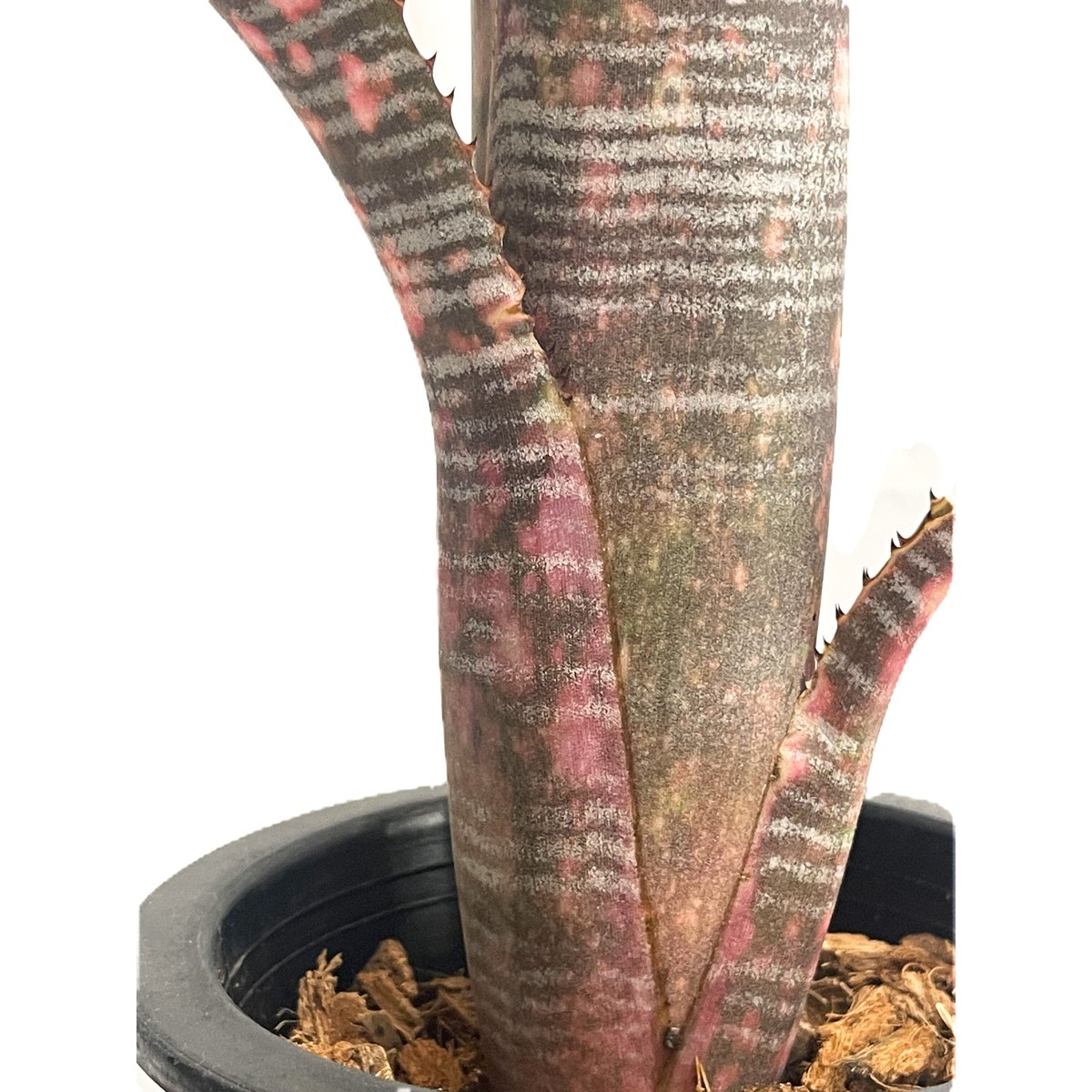 ビルベルギア コラン ノックアウト「Billbergia Kolan Knockout