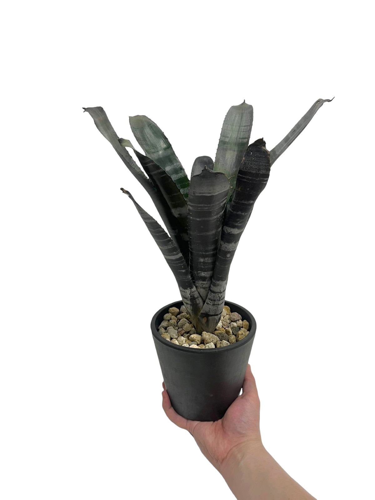 エクメア チャンティニー ブラックゾンビ「 Aechmea chantinii エクメア チャンティニー ブラックゾンビ「 Aechmea chantinii