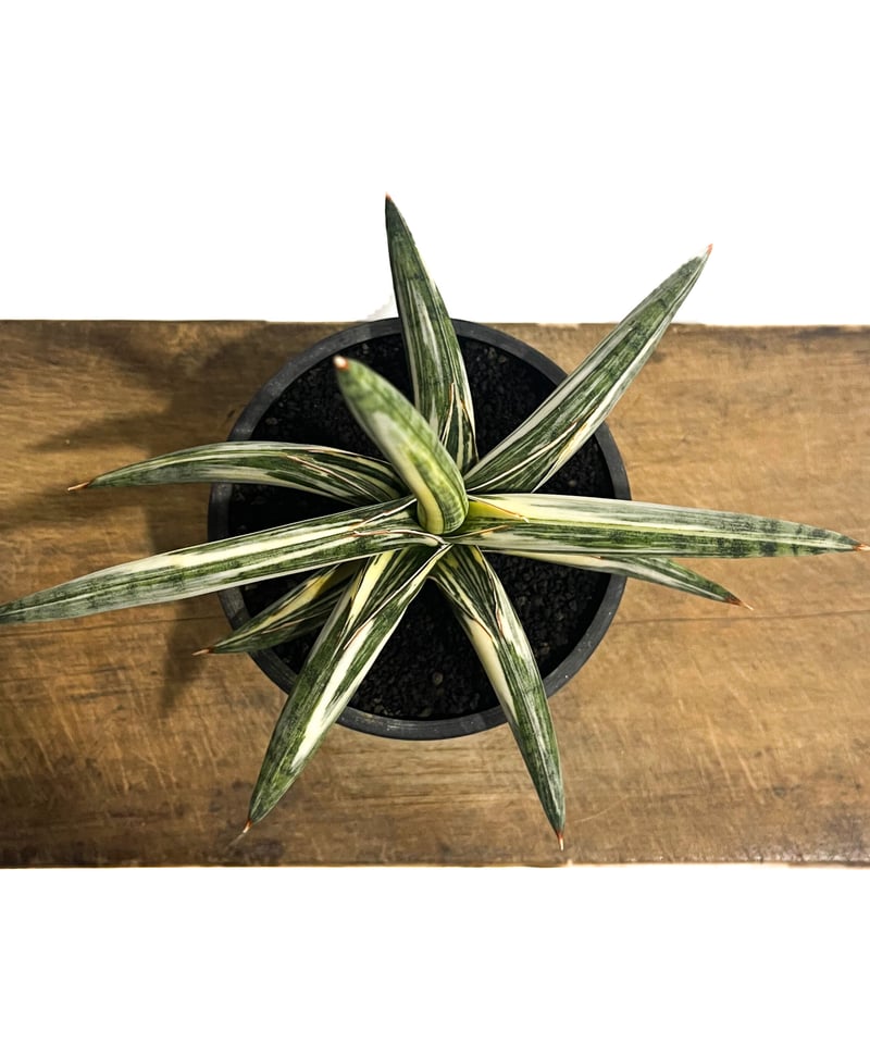 サンセベリア lav.1970 白斑入「Sansevieria lav. 1970 White