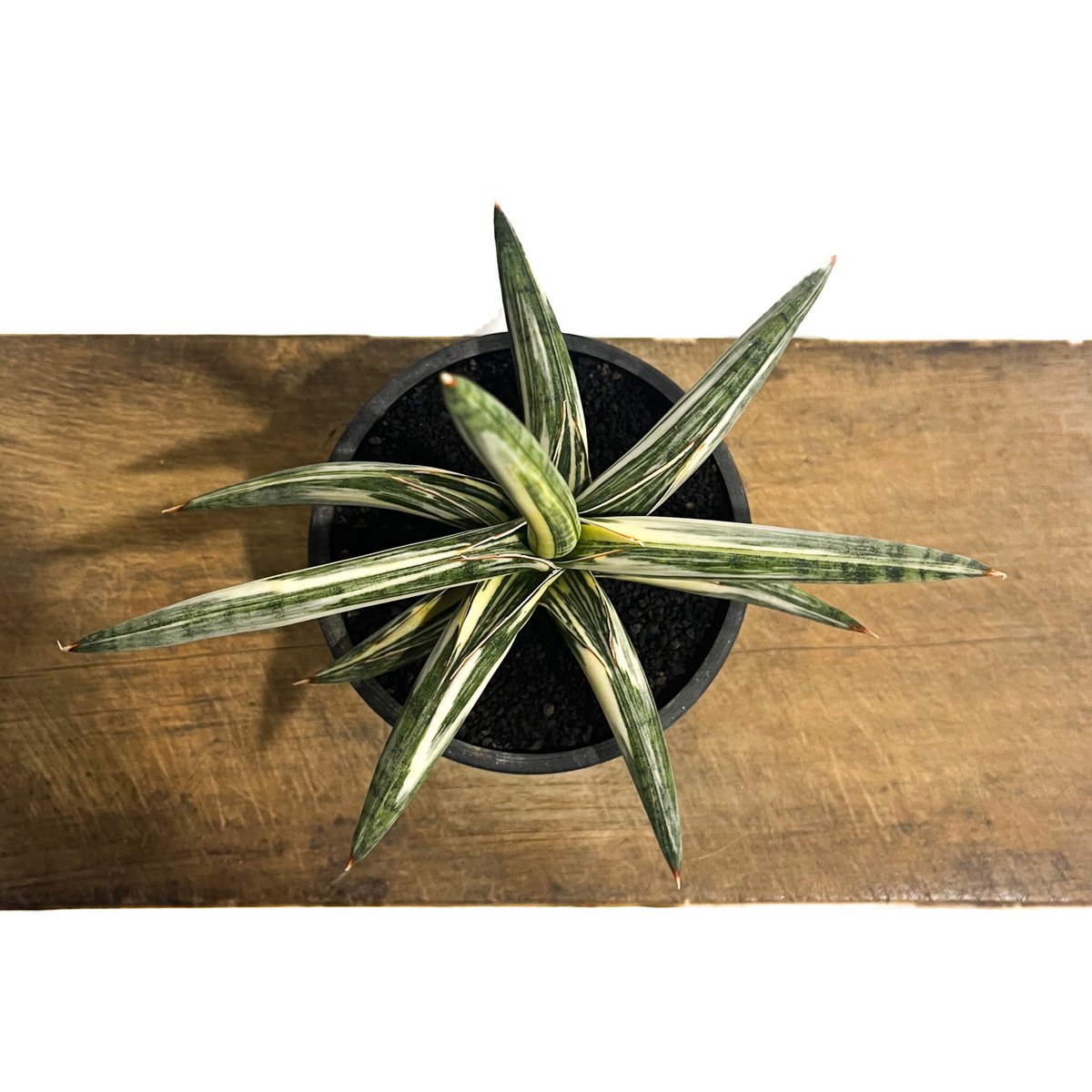 サンセベリア lav.1970 白斑入「Sansevieria lav. 1970 White