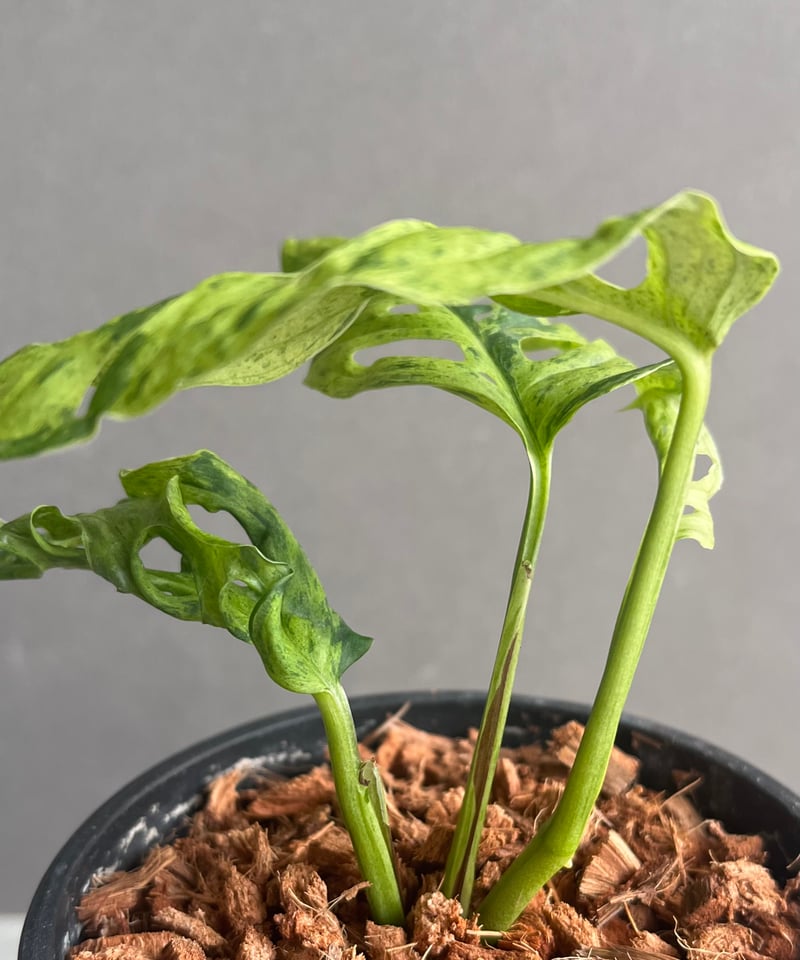 モンステラ ラニアタ ミント 斑入 「Monstera laniata mint モンステラ ラニアタ ミント 斑入 「Monstera laniata mint
