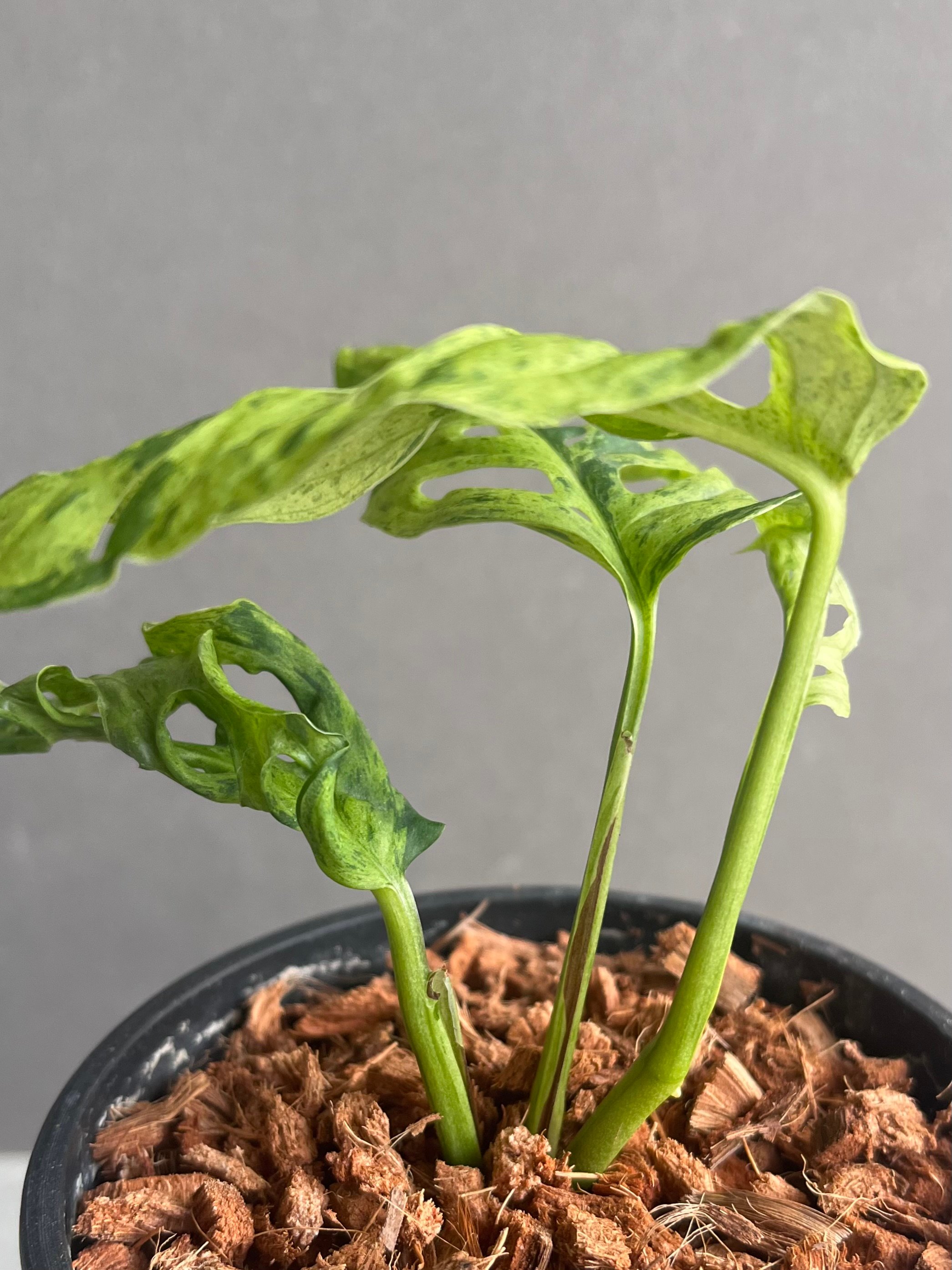 モンステラ ラニアタ ミント 斑入 「Monstera laniata mint varieg