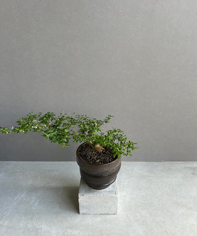 観葉植物 観葉植物 ユーフォルビア ホワイトゴースト S 5号鉢 植物 5号