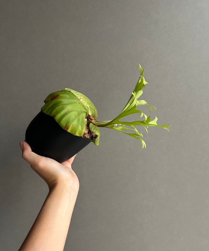 本日最終セール！ビカクシダ リドレイパカランridleyi pakarang 本日最終セール！ビカクシダ リドレイパカランridleyi pakarang