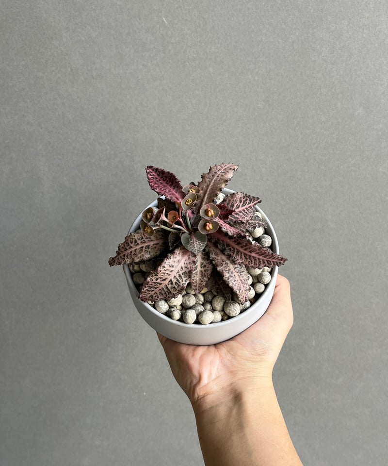 ヨーロッパブナ　オオシラビソ　ゆうすけ ユーフォルビア フランコイシーvar.クラシカウリス+ Sanna Low Pot