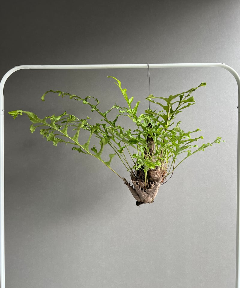 ドリナリア クエルシフォリア '変異種' 「Drynaria quercifolia 'Mut