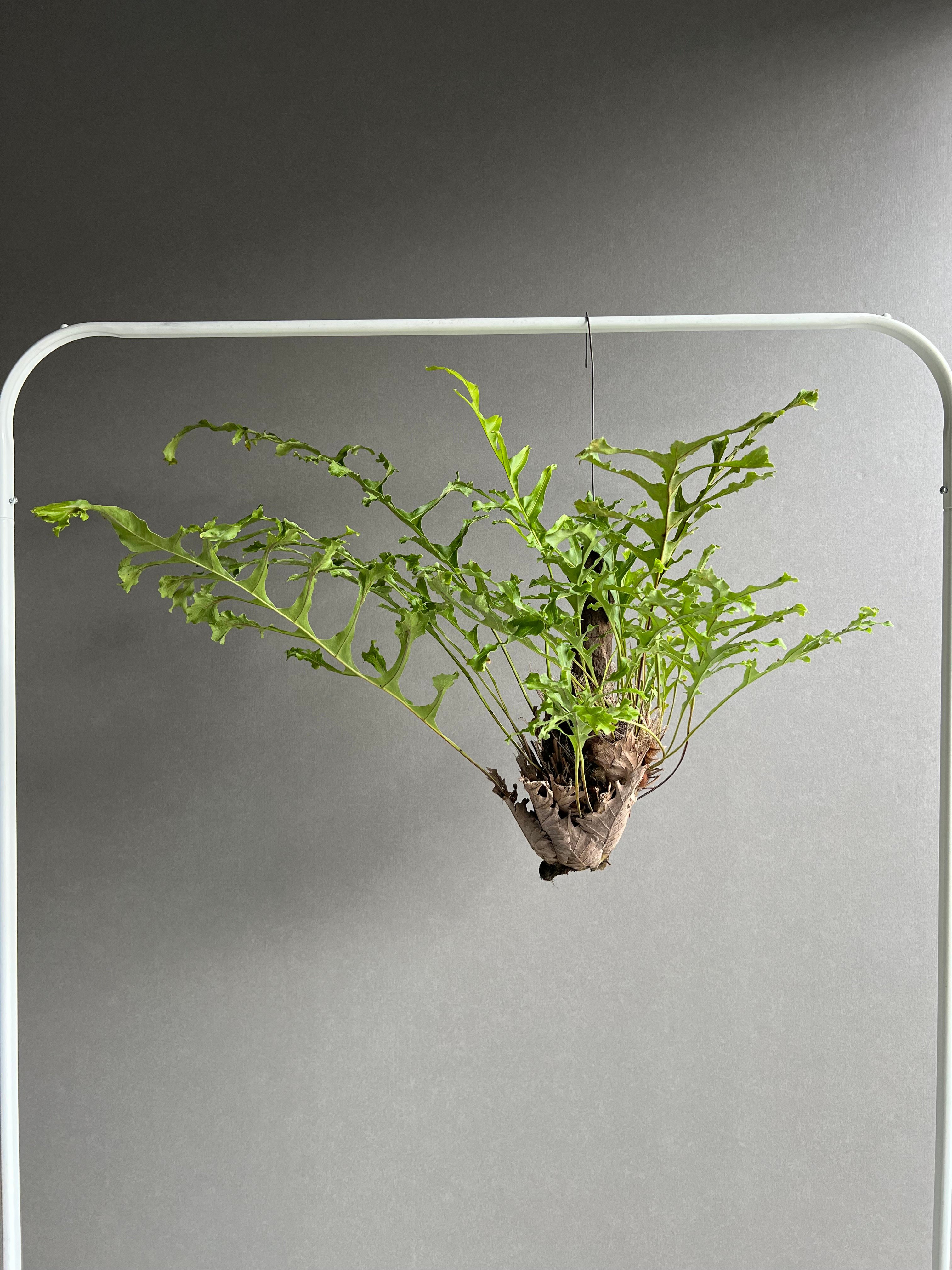 ドリナリア クエルシフォリア '変異種' 「Drynaria quercifolia 'Mut