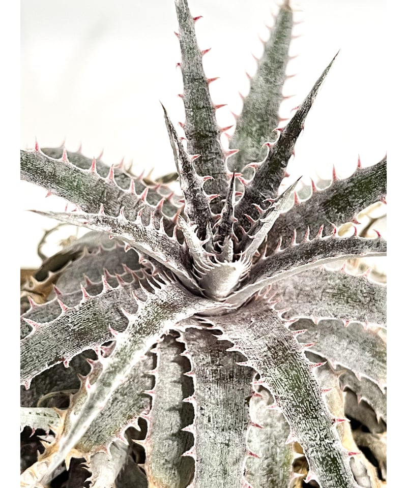 ディッキア ワーレン×マーキュリー「Dyckia Warren × Mercury」9/24