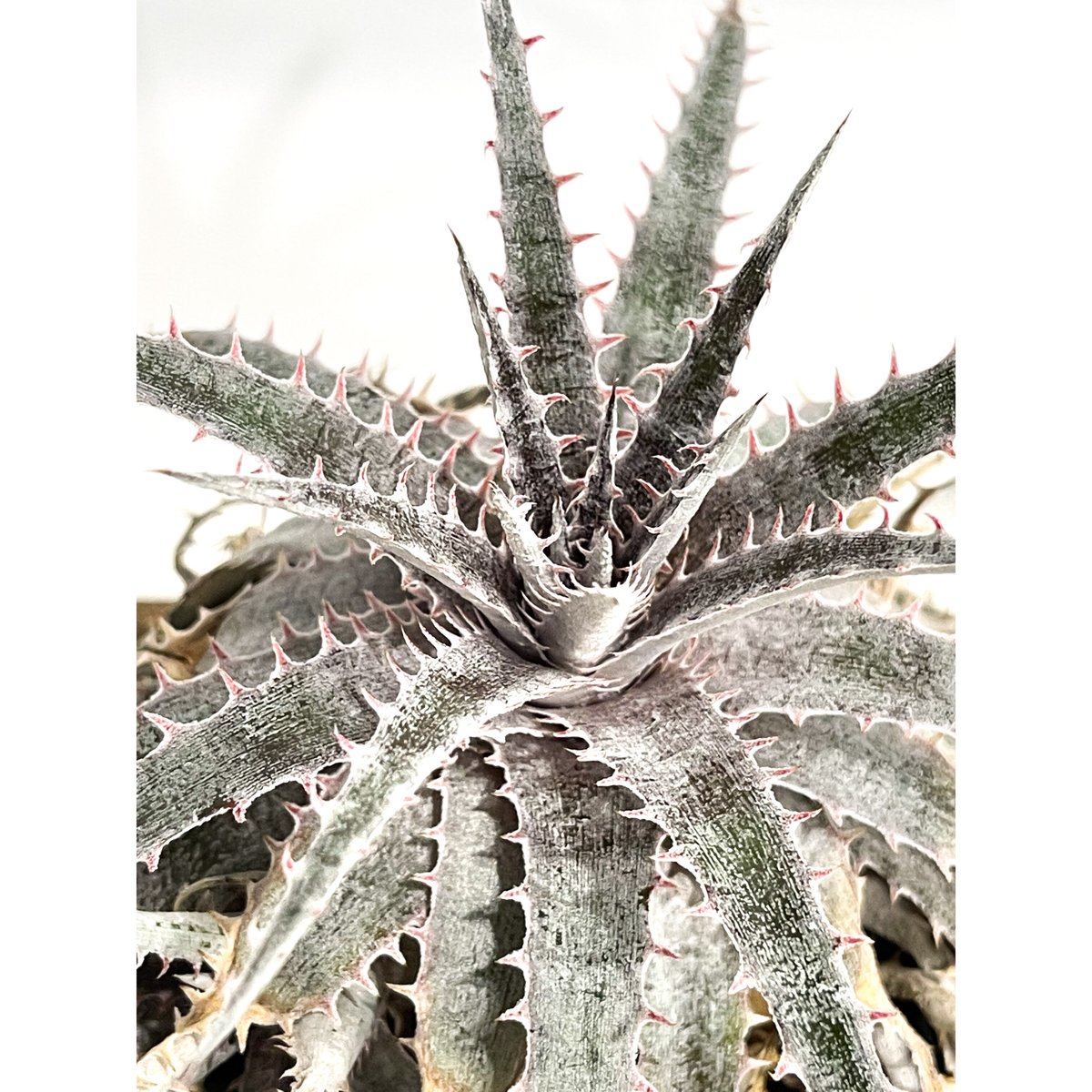 ディッキア Dyckia Mercury F2 D020 ディッキア・マーキュリー：Dyckia 'Mercury' Original Clone