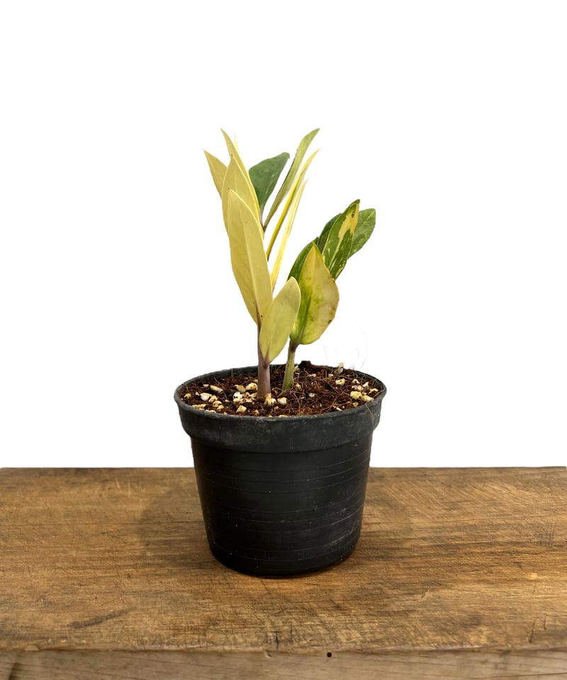 ザミオクルカス 斑入 「Zamioculcas Zamiifolia Variegated」5