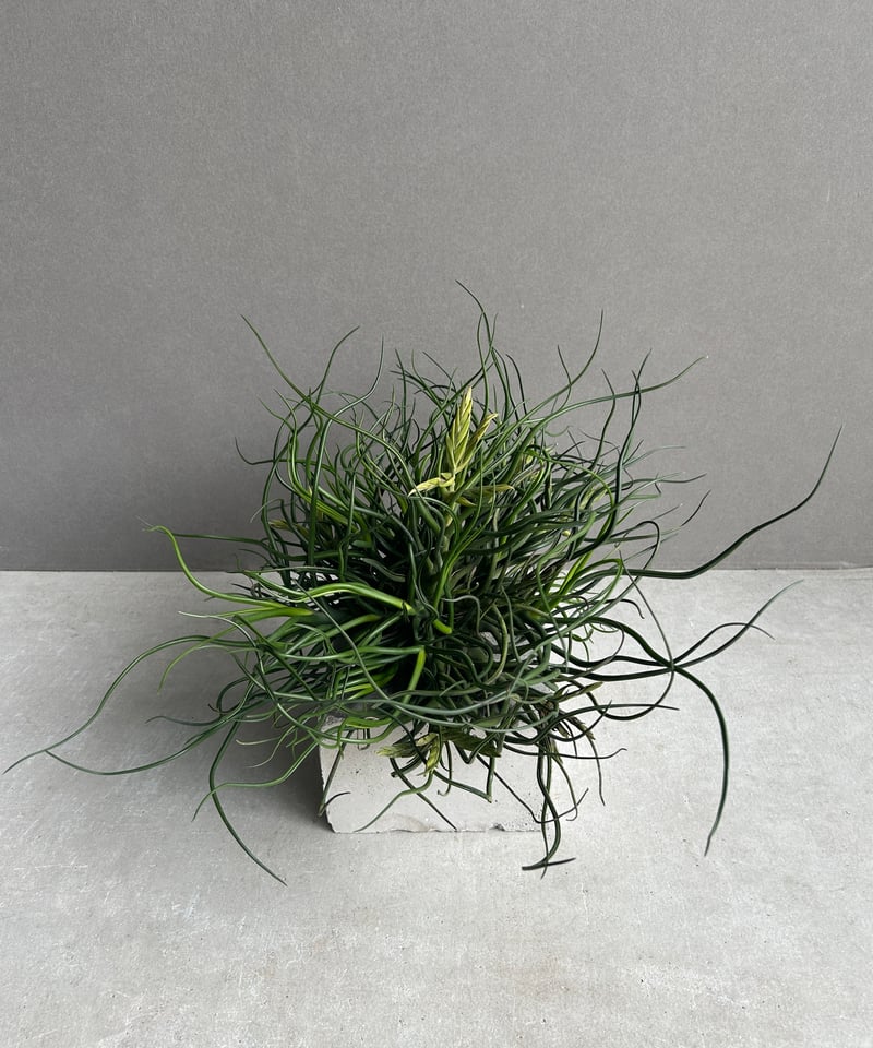 ティランジア ブルボーサ クランプ (実生苗) 「Tillandsia bulbosa clu