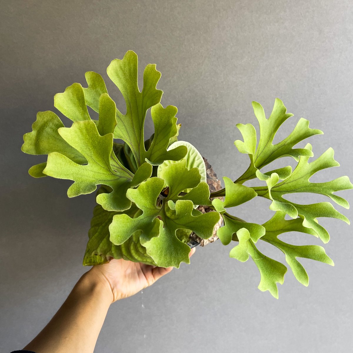 fit=scale-down,w=1200