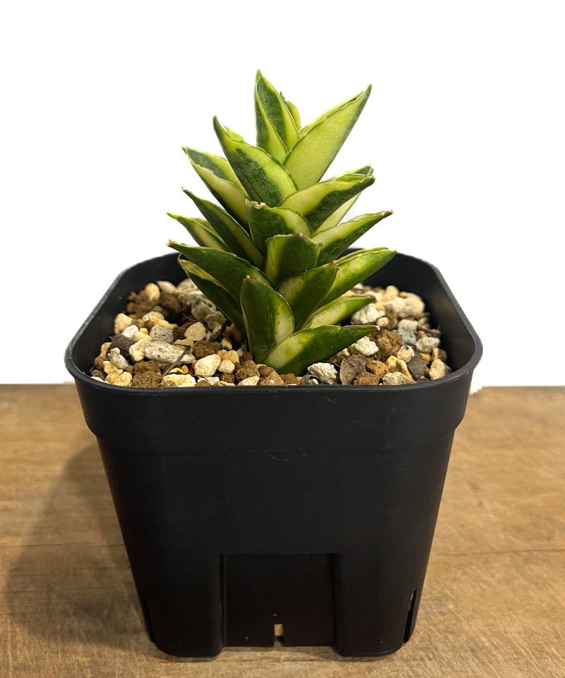 サンセベリア パゴダ 斑入 ドワーフ タイプ 「Sansevieria