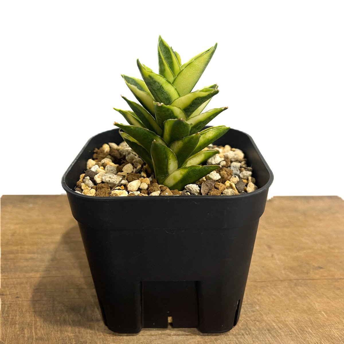 サンセベリア パゴダ 斑入 ドワーフ タイプ 「Sansevieria サンセベリア パゴダ 斑入 ドワーフ タイプ 「Sansevieria
