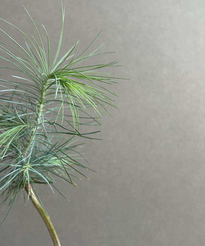 マルチネスピニョンマツ　美株　ピニョンマツ　ピニョン　大株 マルチネスピニョンマツ 美株 ピニョンマツ ピニョン 大株