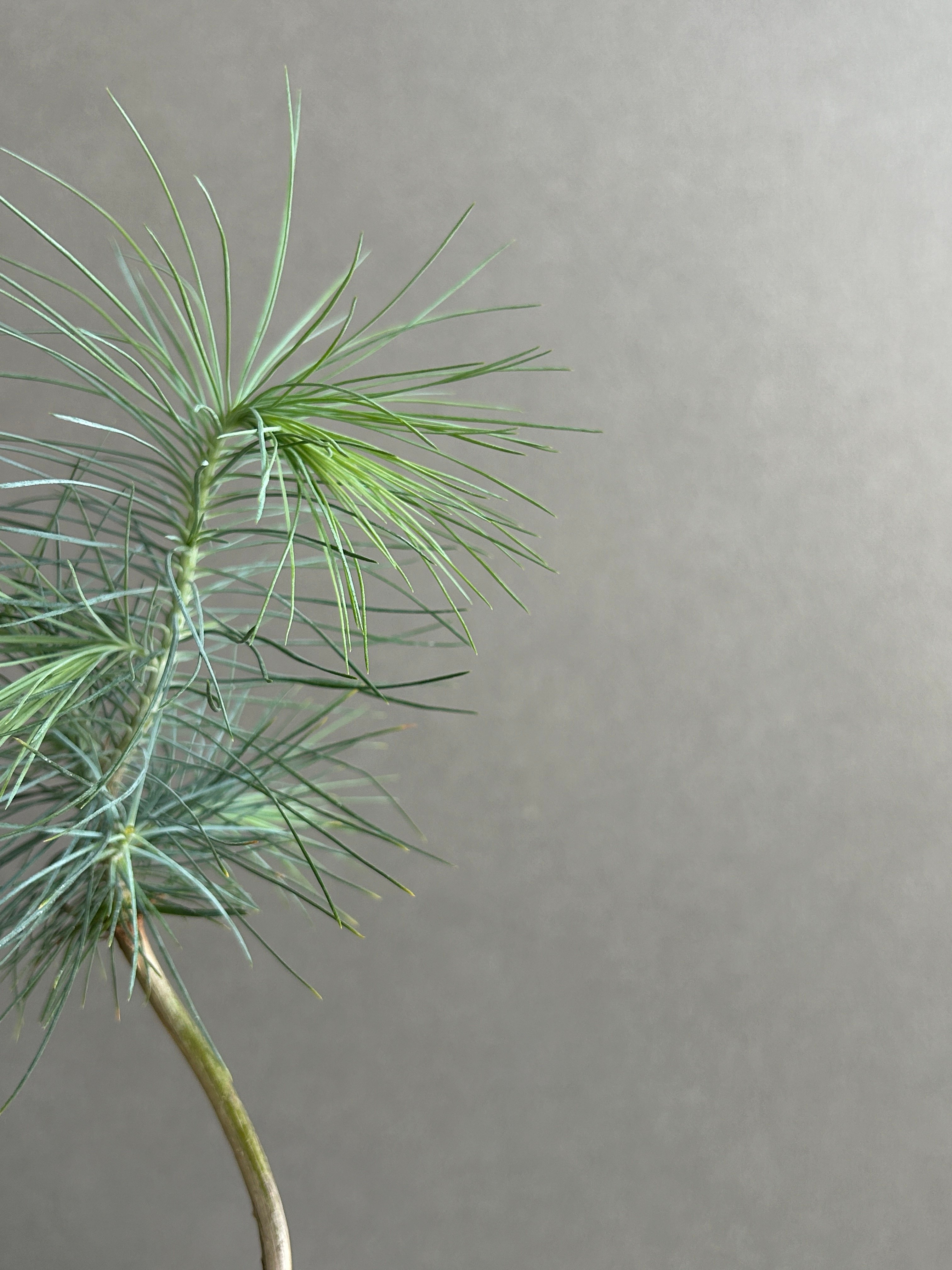 マルチネス　ピニョンマツ　③ マルチネス ピニョンマツ「Pinus maximartinezii Rzed」11J | SH