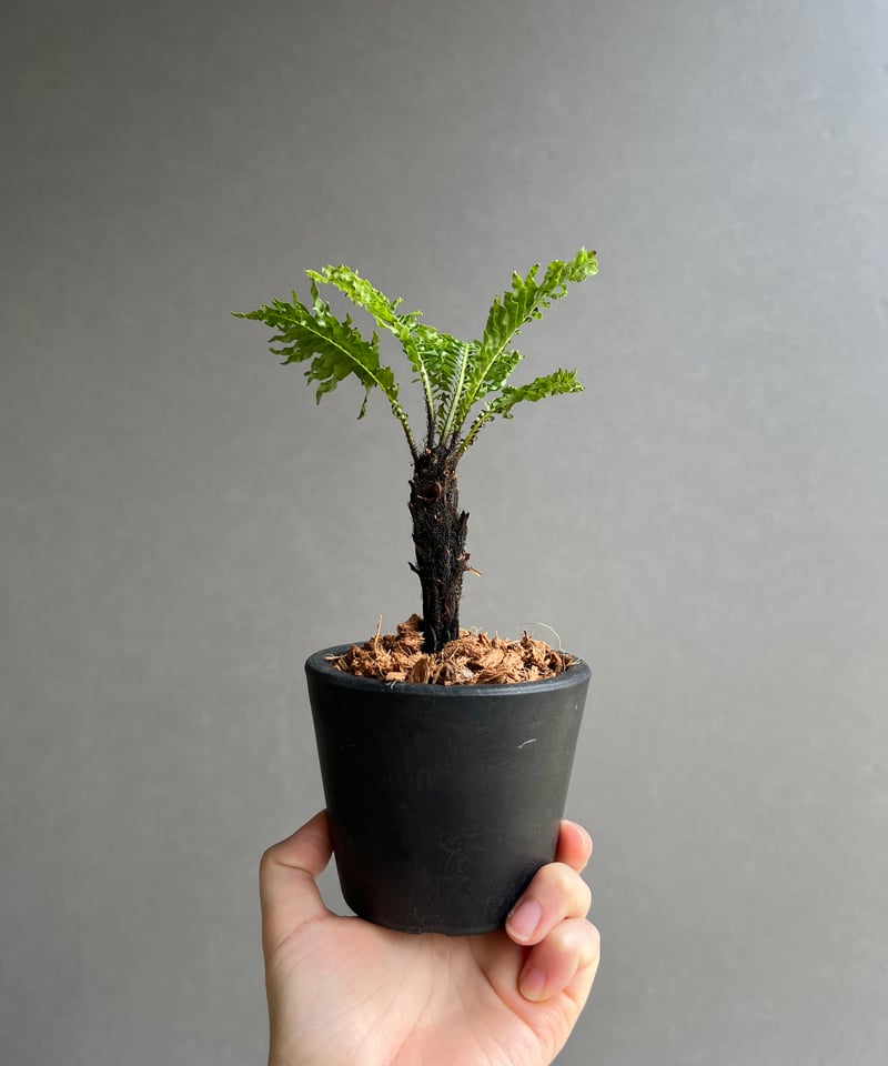 ブレクナム ギッバム ドワーフ 「Blechnum gibbum Dwarf 」38C | S