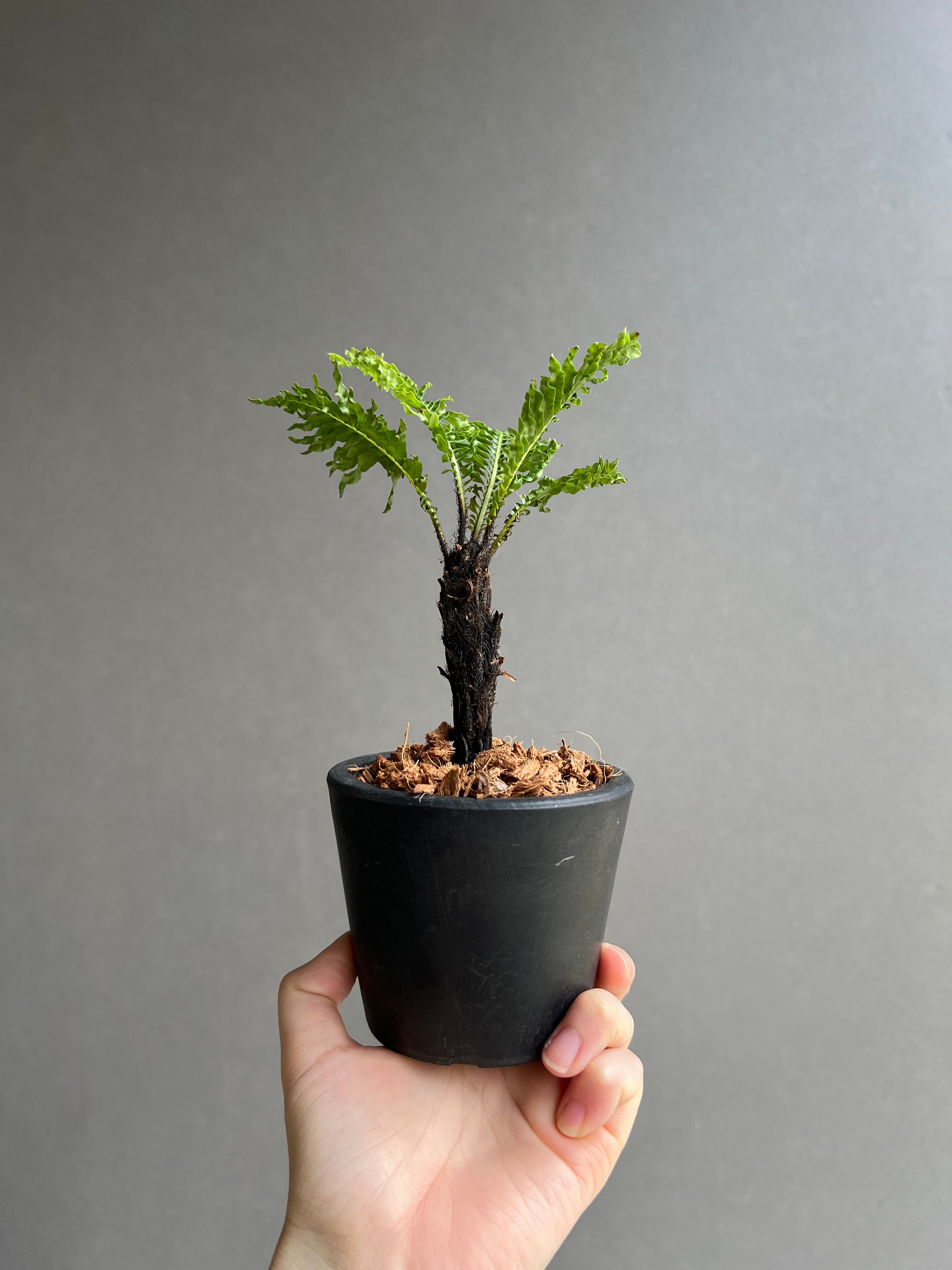 ブレクナム　ギッバム　ドワーフ ブレクナム ギッバム ドワーフ 「Blechnum gibbum Dwarf 」38C | S