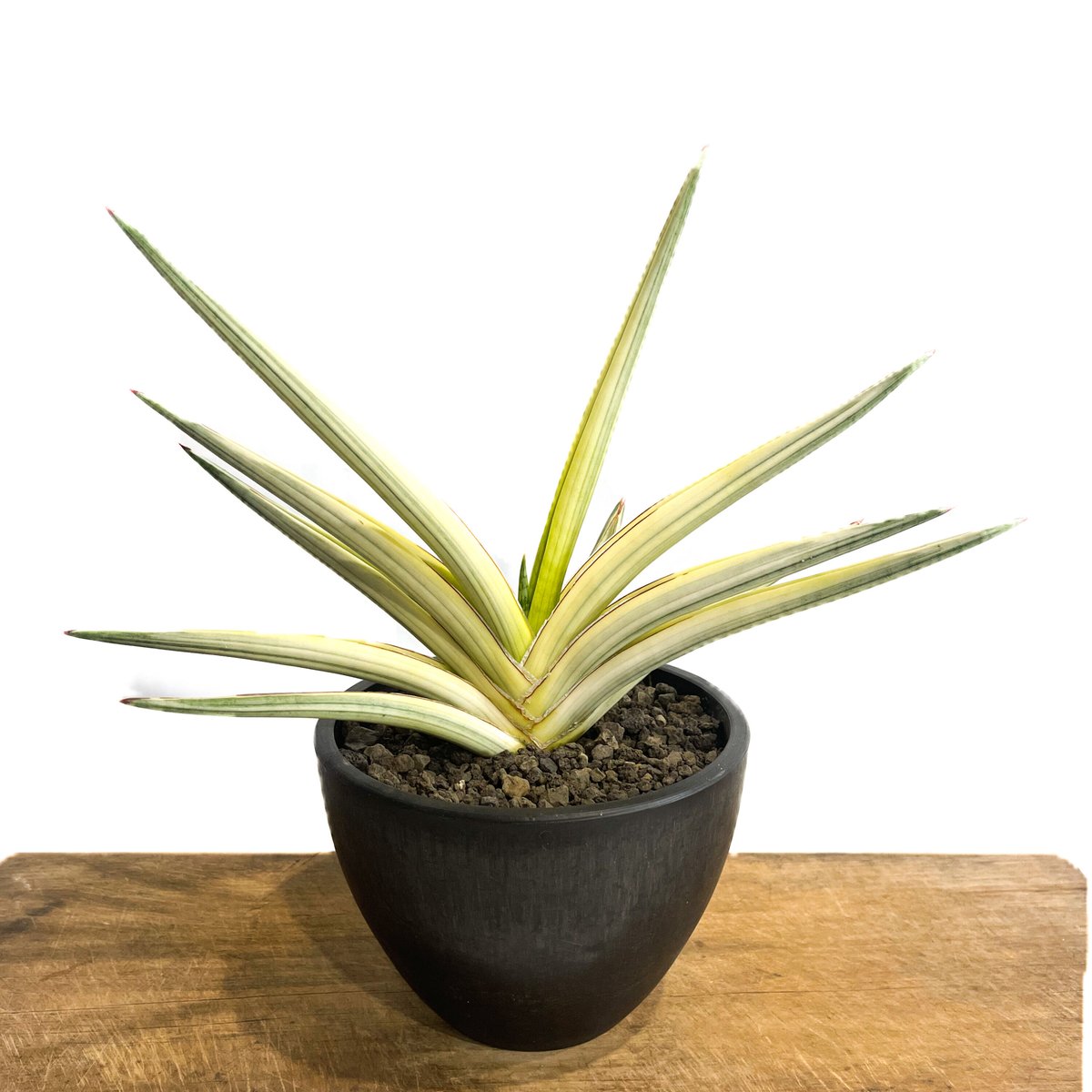 サンセベリア ロイヤルクラウン 斑入り「Sansevieria royal サンセベリア ロイヤルクラウン 斑入り「Sansevieria royal