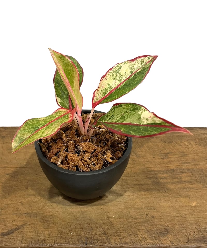 アグラオネマ サイアム オーロラ 斑入 「Aglaonema Siam Aurora Vari