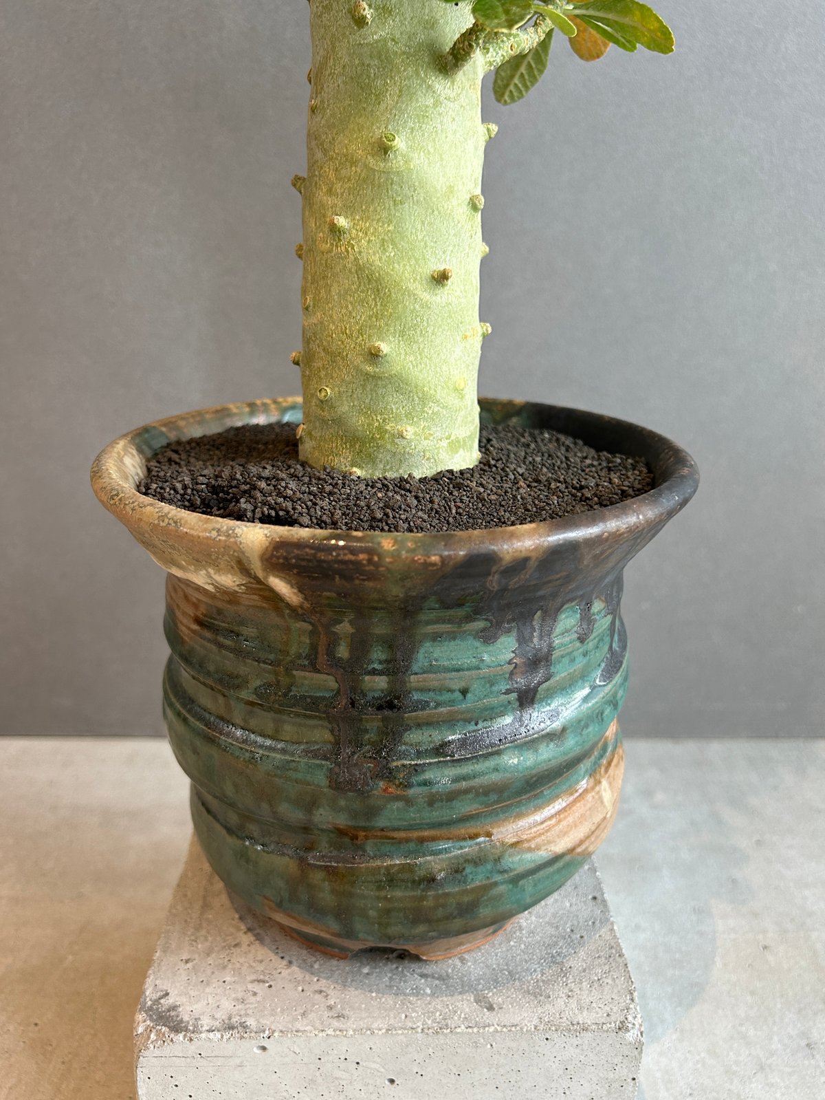 ドルステニア ギガス “選抜個体”+ YON-HACHI 「Dorstenia gigas “