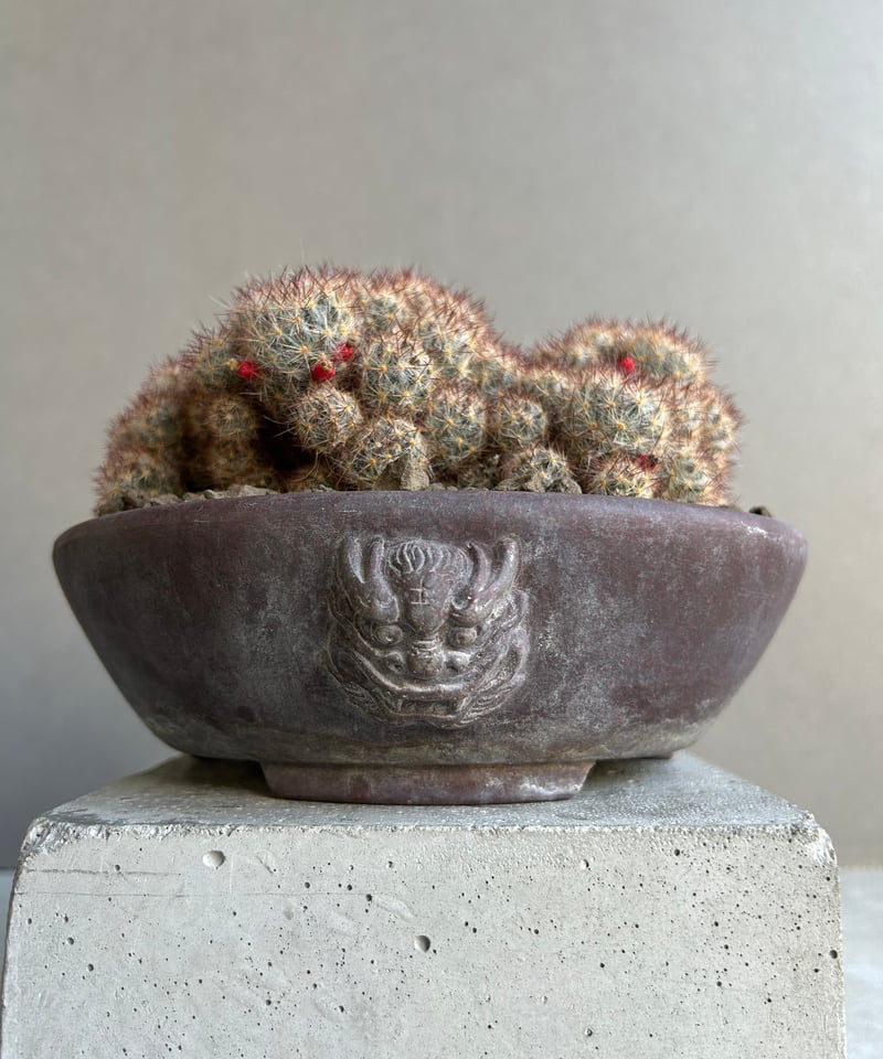 マミラリア 松霞 「Mammillaria multiceps」49M | SHOUCHIKUEN
