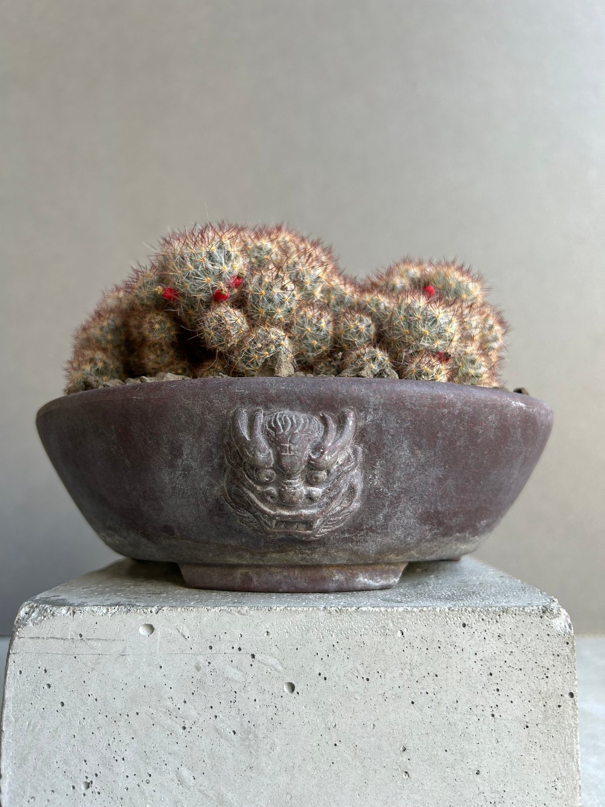 マミラリア 松霞 「Mammillaria multiceps」49M | SHOUCHIKUEN