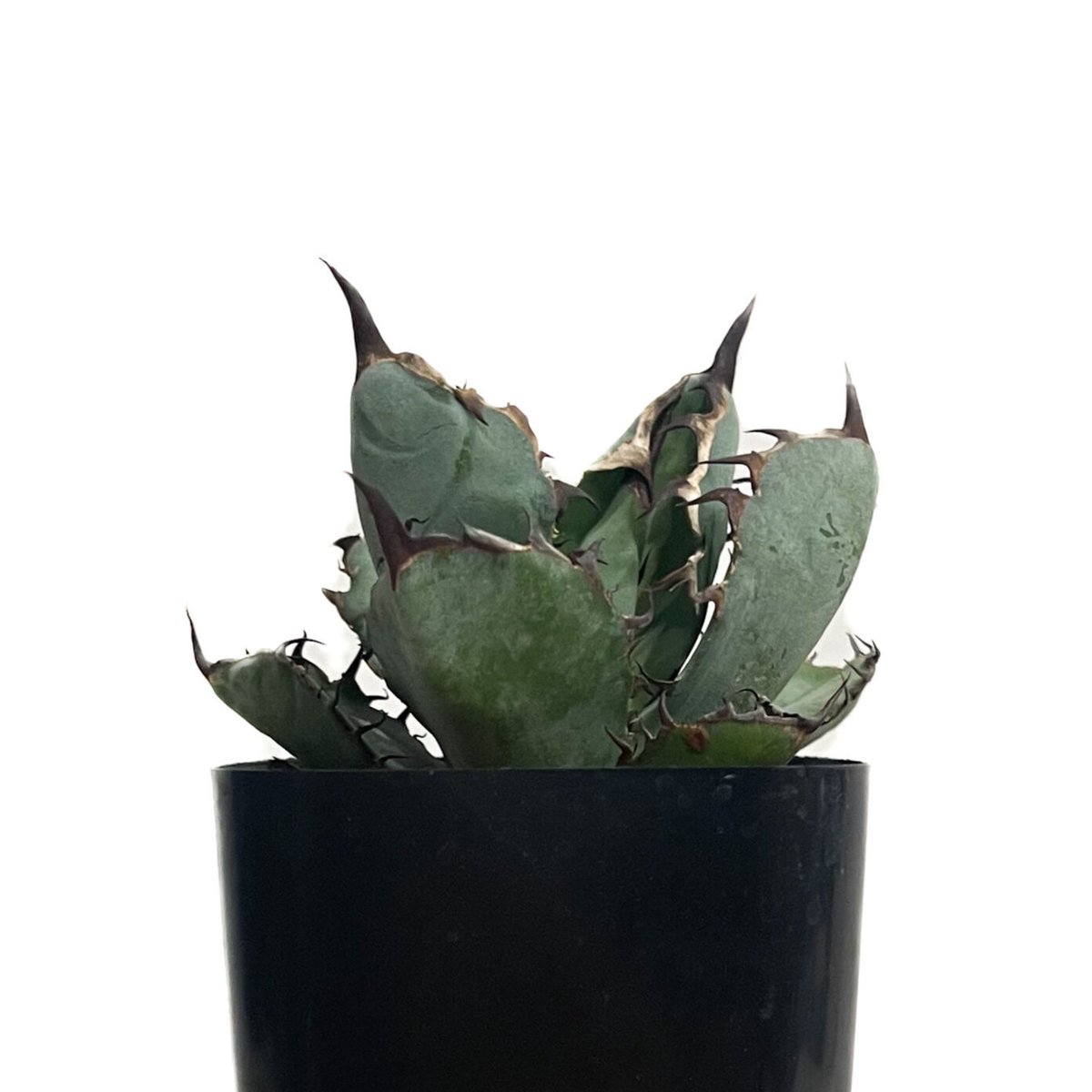 アガベ チタノタ ブラック アンド ブルー「Agave titanota black