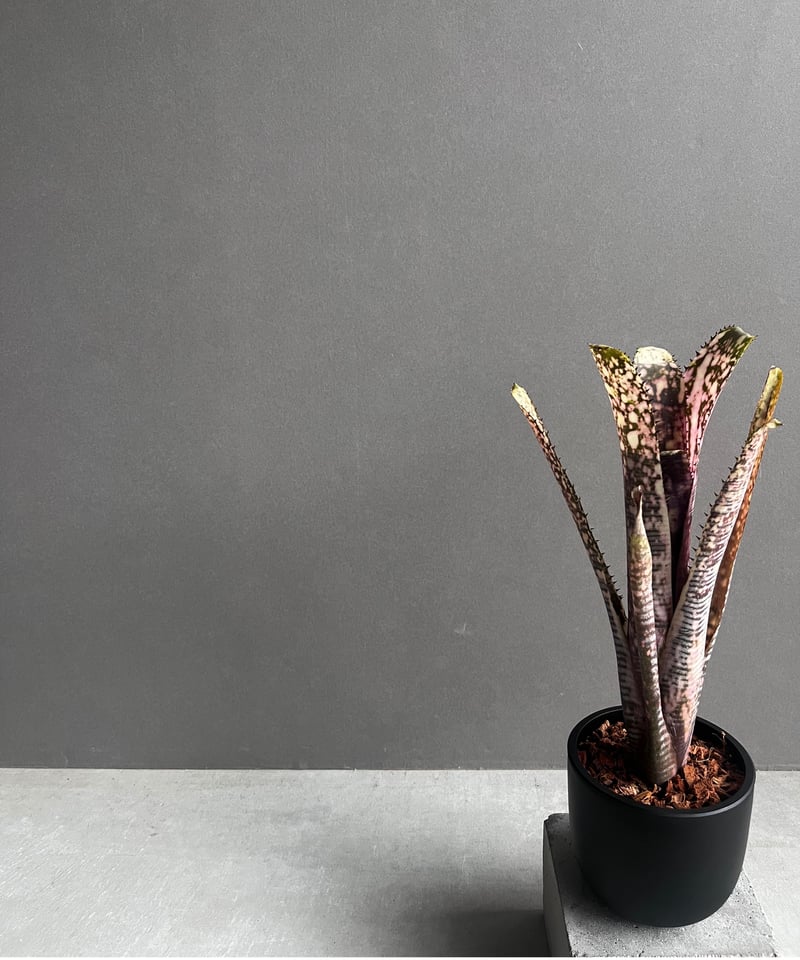 ビルベルギア トゥッティ フルッティ 「Billbergia Tuti Fruti ビルベルギア トゥッティ フルッティ 「Billbergia Tuti Fruti