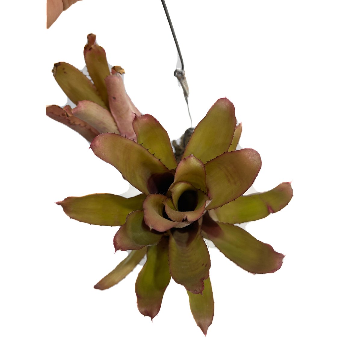 エクメア バケーロ 子株付き 2 fit=scale-down,w=1200