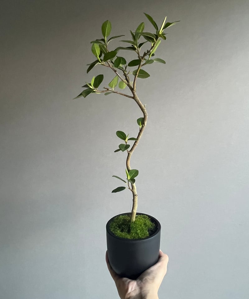 フィカス フランスゴムの木 “カービング” 「Ficus rubiginosa」37N | S