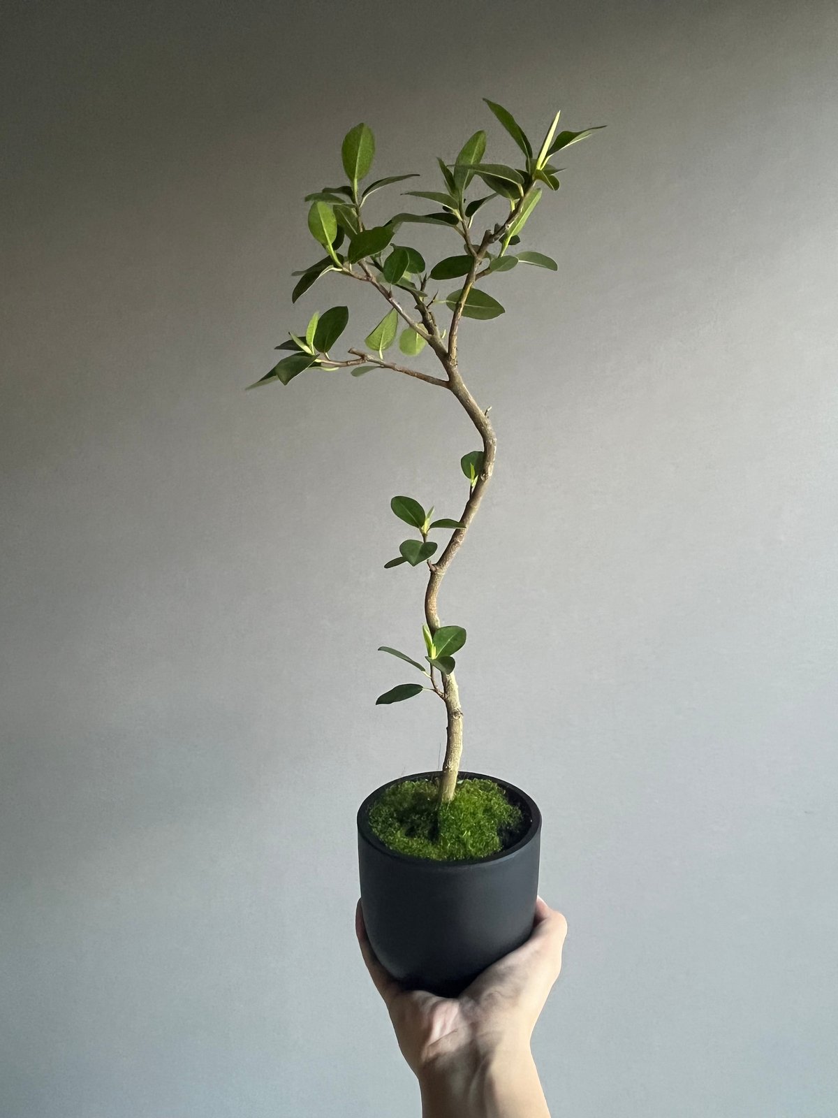 フィカス フランスゴムの木 “カービング” 「Ficus rubiginosa」37N | S