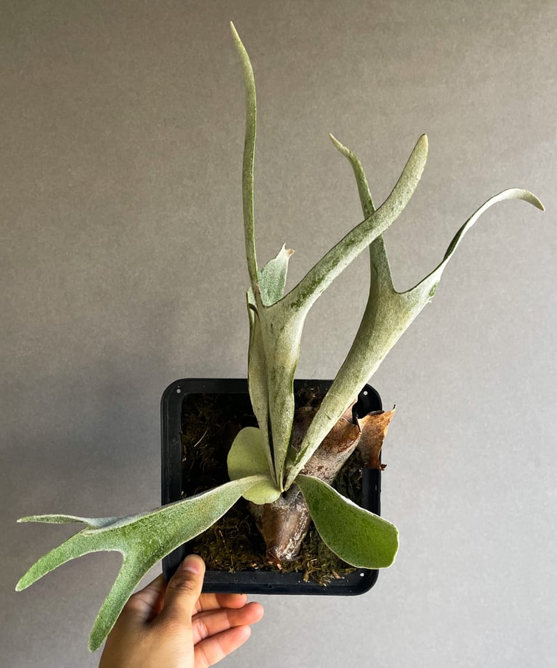 ビカクシダ ベイチー cv. グワン キ(子株)「Platycerium veitchii c