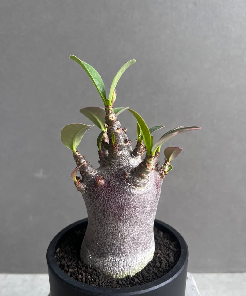 新素材新作 アデニウム 「Adenium “ブラック” ドワーフ スーパー アラビカム 塊根植物・コーデックス