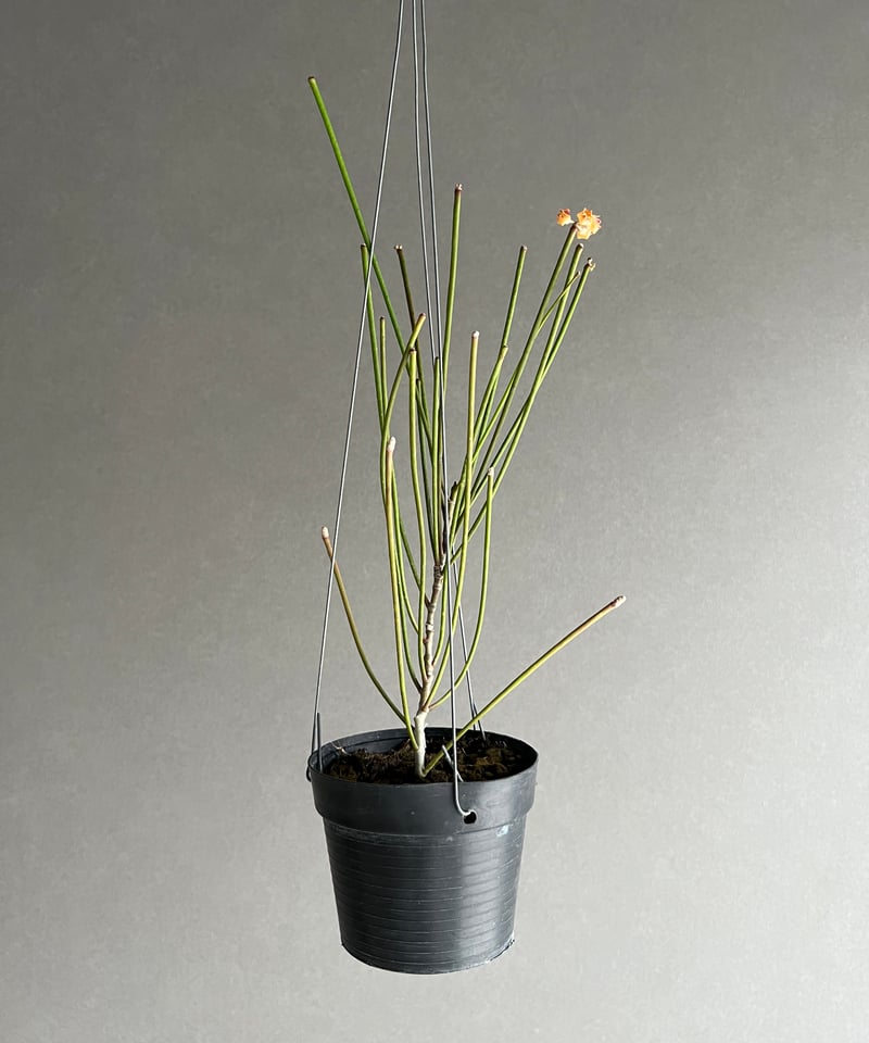 ホヤ スパルティオイデス ビック フラワー 「Hoya spartioides Big Flo