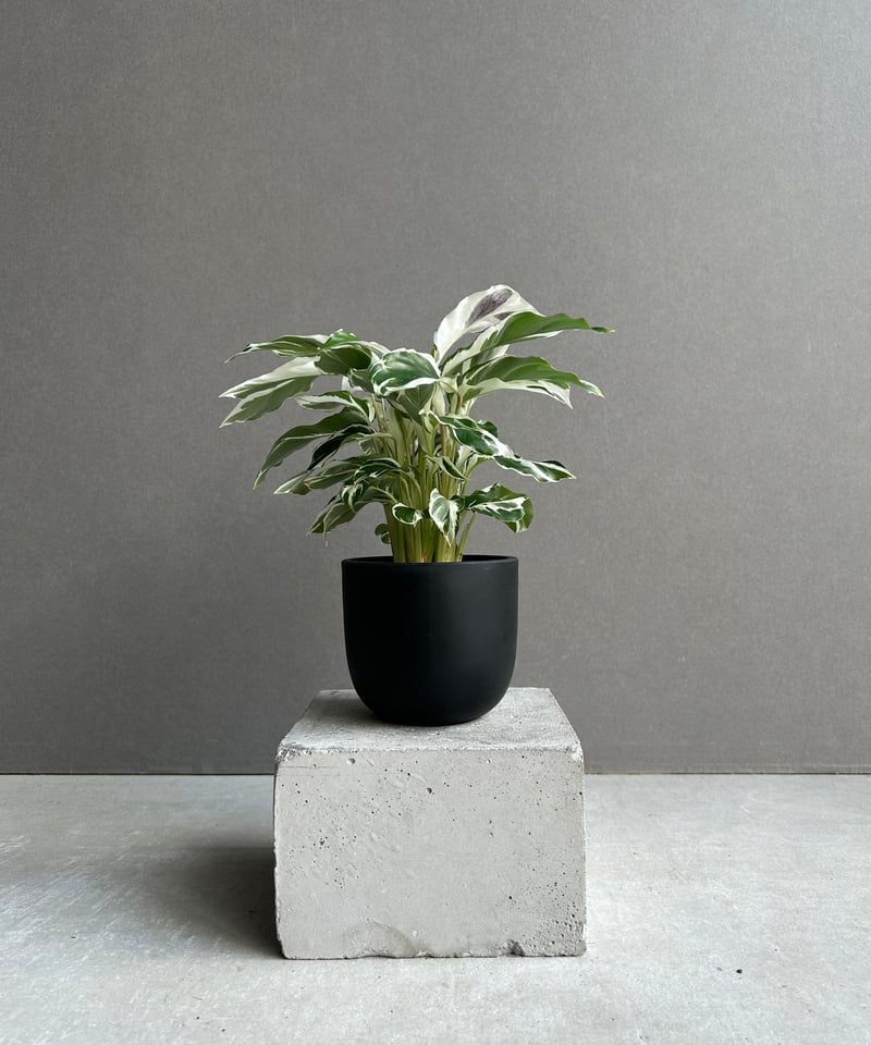 カラテア ホワイト フュージョン「Calathea 'White Fusion'」54L |