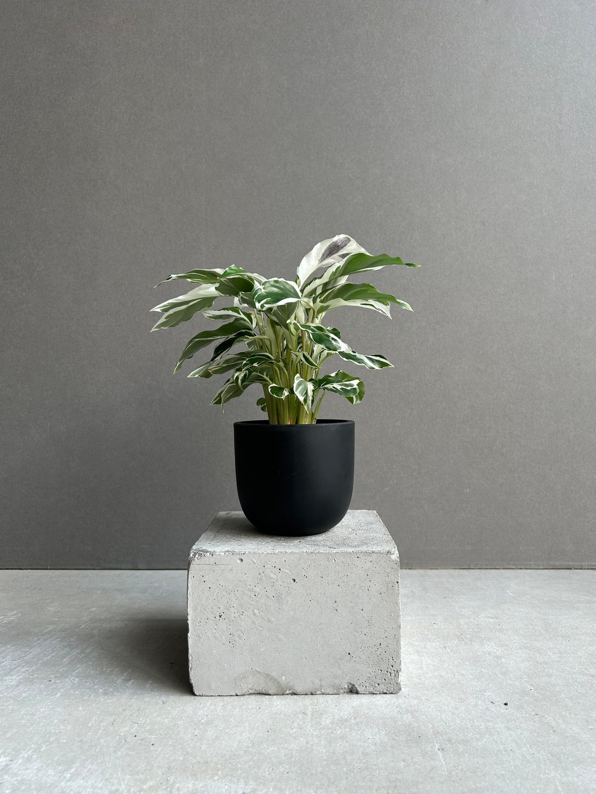 カラテア ホワイト フュージョン「Calathea 'White Fusion'」54L |