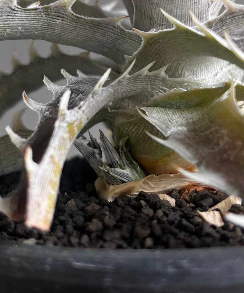 ディッキア ズゴック x リトルウィング ZL-103 「Dyckia Z'gok x Lit