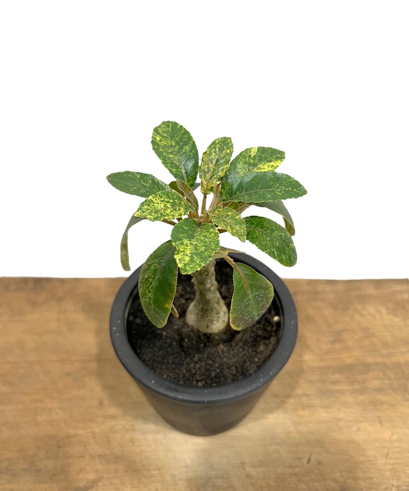 アイキャン 様専用Dorstenia foetida variegated 【公式通販】 アイキャン 様専用Dorstenia foetida variegated 【公式通販】