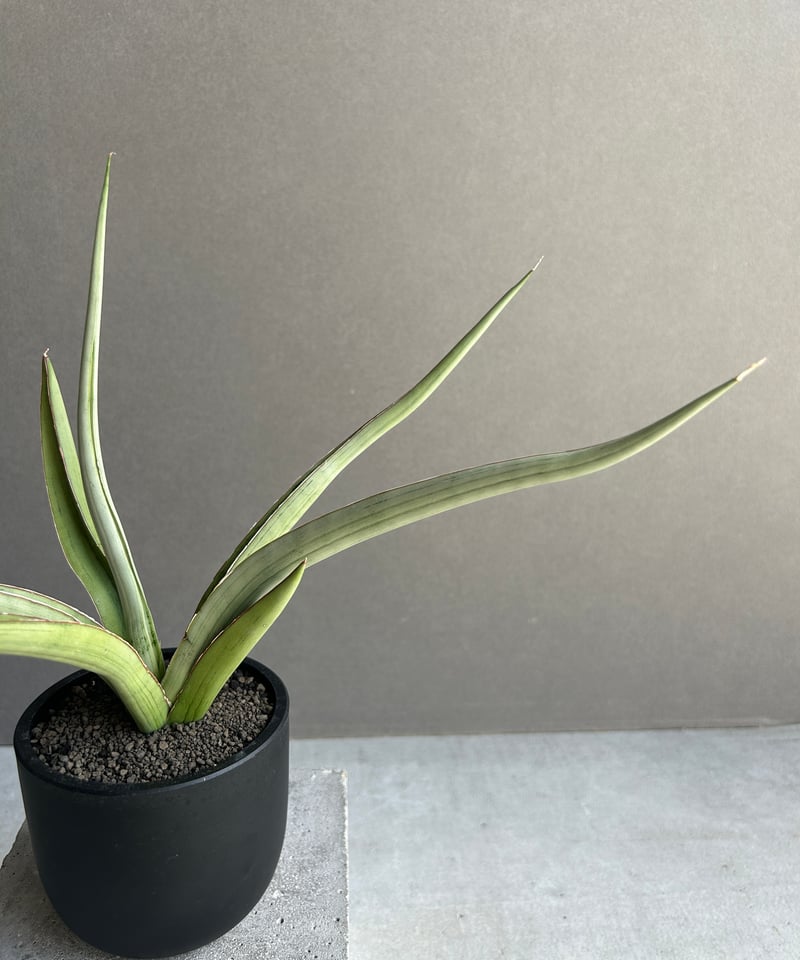 サンセベリア レディ メイ「Sansevieria Lady May」99I | SHOUCH