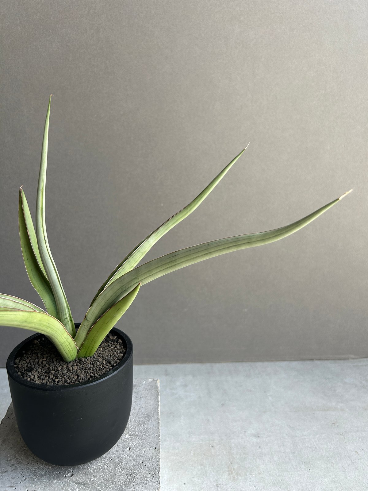 EMP サンセベリア Sir Ray ong / 最後がイメージ SA349 EMP サンセベリア saigon サイゴン / SA353 EMP サンセベリア Saigon