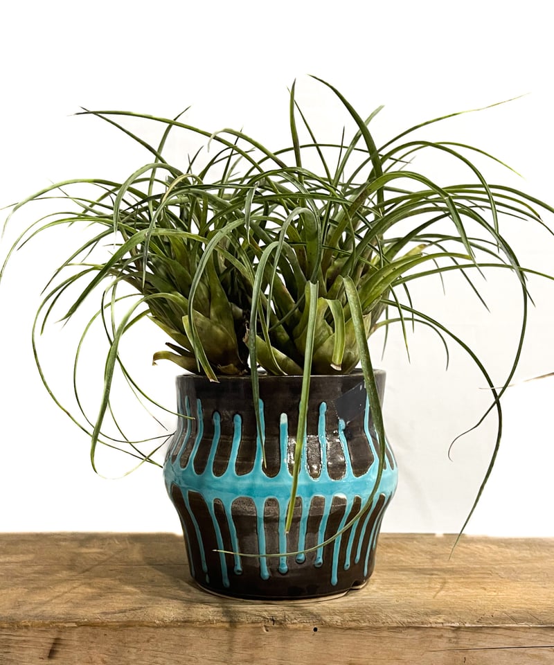 フリーセア フランメア 「Vriesea flammea+ Masaki Tomabechi