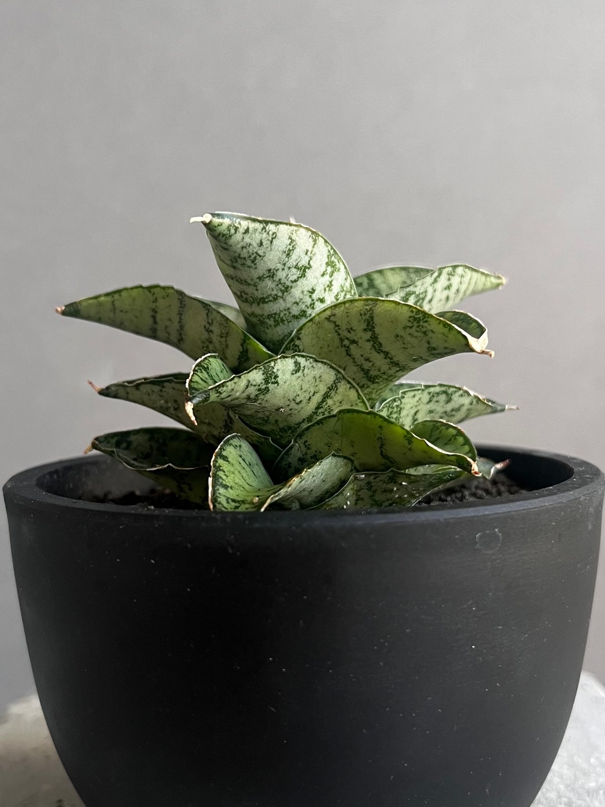 EMP サンセベリア Susano'O' スサノオ / SA318 EMP サンセベリア Susano'O' スサノオ / SA318 サンセベリア スサノオ