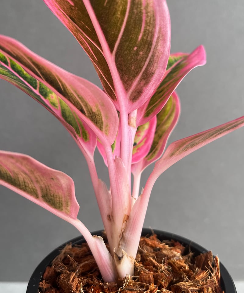 アグラオネマ ロータス デライト 「Aglaonema Lotus Delight」1A |