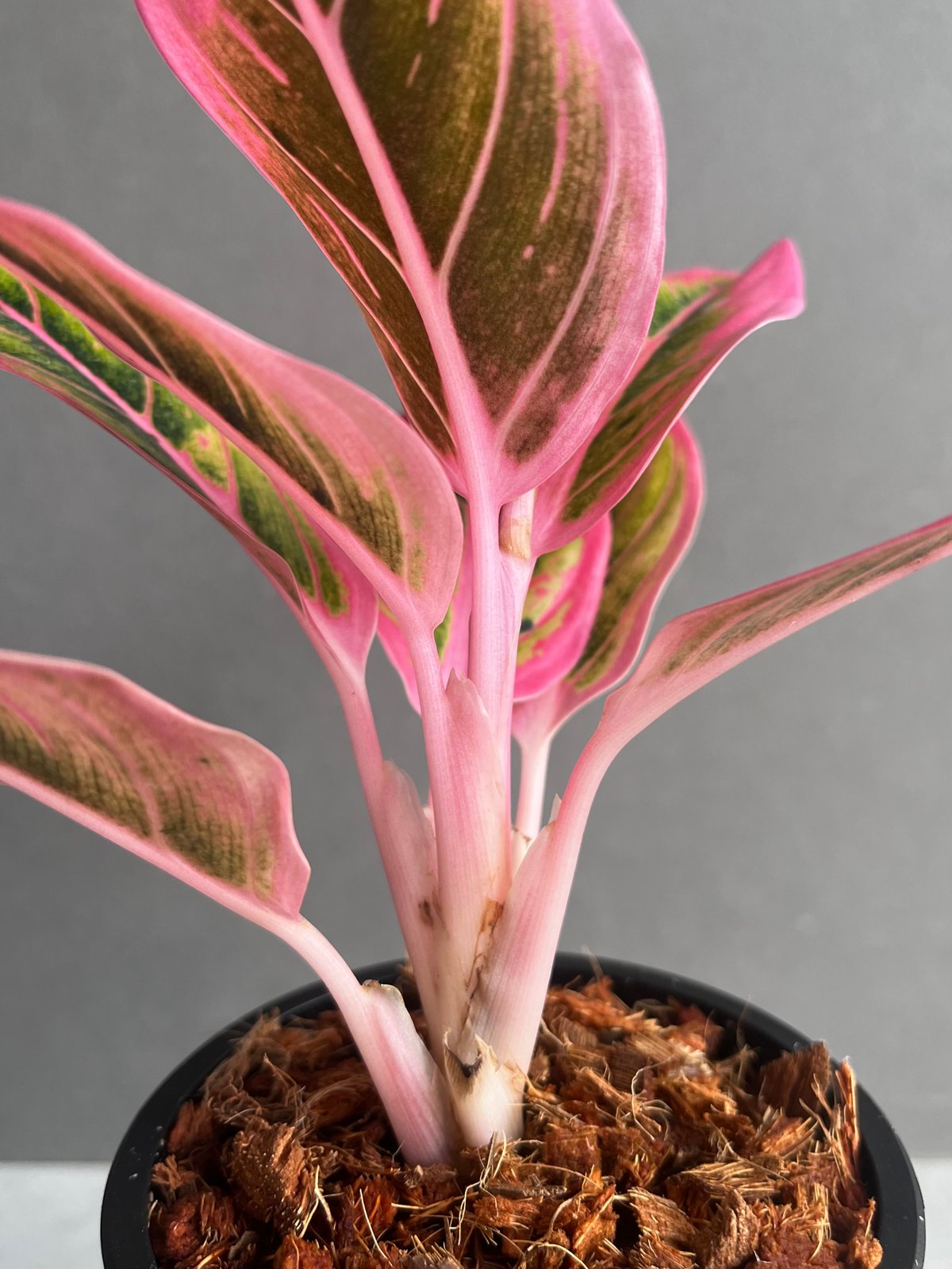 アグラオネマ ロータス デライト 「Aglaonema Lotus Delight」1A |