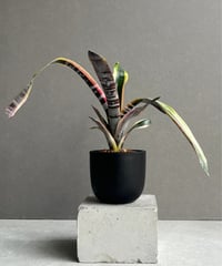 ビルベルギア オーバー ザ ムーン 「Billbergia Over The Moon」26A