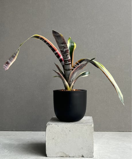 ぴか様9苗㊲千代田の松×ラウリンゼ❣️マカロニ❣️ツン❣️発根済つぶつぶ屋さん ぴか様9苗㊲千代田の松×ラウリンゼ❣️マカロニ❣️ツン❣️発根済