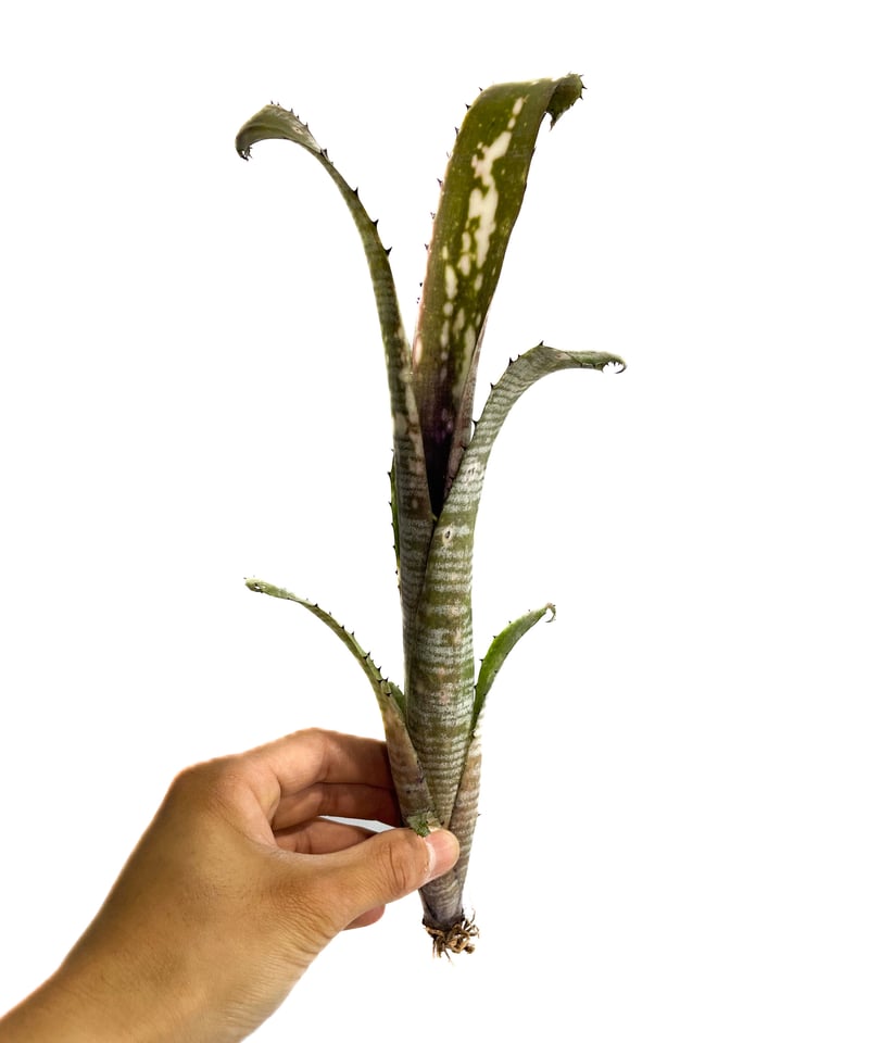 ビルベルギア パイプライン「Billbergia Pipeline」4/5-259 | SHO