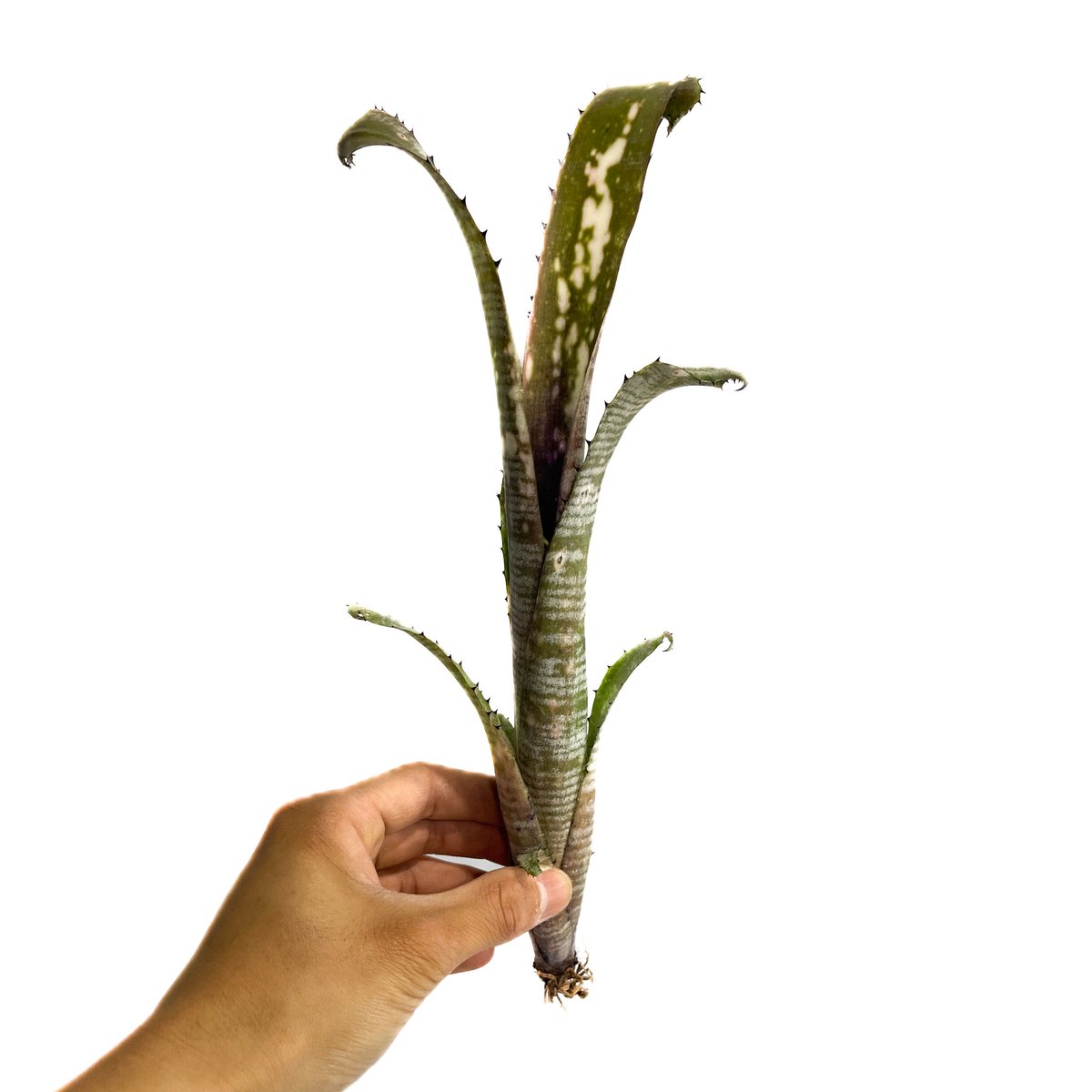 Billbergia 'Pipeline' (開花株)〔ビルベルギア〕B0267 ビルベルギア パイプライン「Billbergia Pipeline」4/5-259 | SHO
